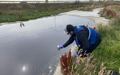 DGA Magallanes fiscaliza humedal en la comuna de Punta Arenas
